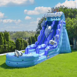 JCXD WS19D WEB3 1749267469 2 THE DOLPHIN DROP